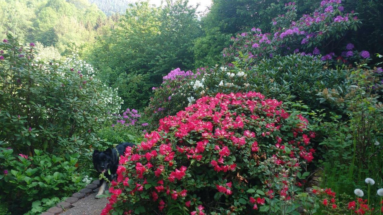 Ferienwohnung Rhododendron - Natur Pur Am Highwalk Rotenburg an der Fulda Bagian luar foto